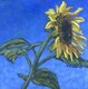 A Perfect Morning - Sunflower Study 1